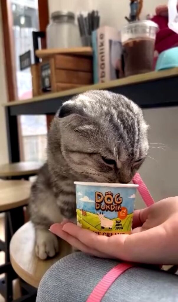 แมวกินไอติมได้ไหม