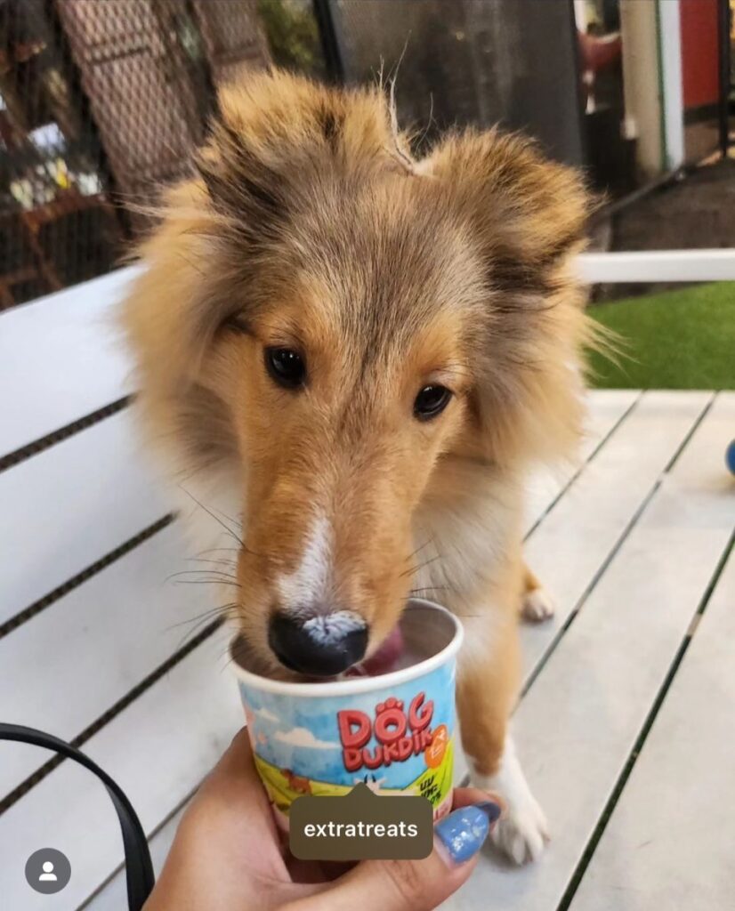 ไอติมสุนัข dog duk dik