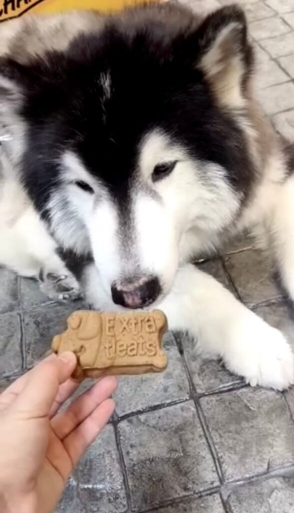 คุกกี้สุนัขโฮมเมด เอ็กซ์ตร้า ทรีตส์